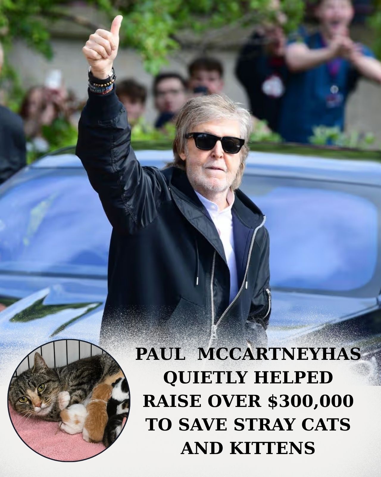 PAUL McCARTNEY’S QUIET BENEFIT REPORTEDLY RAISED NEARLY $300,000 FOR STRAY CATS — AND GAVE HUNDREDS OF ANIMALS A SECOND CHANCE