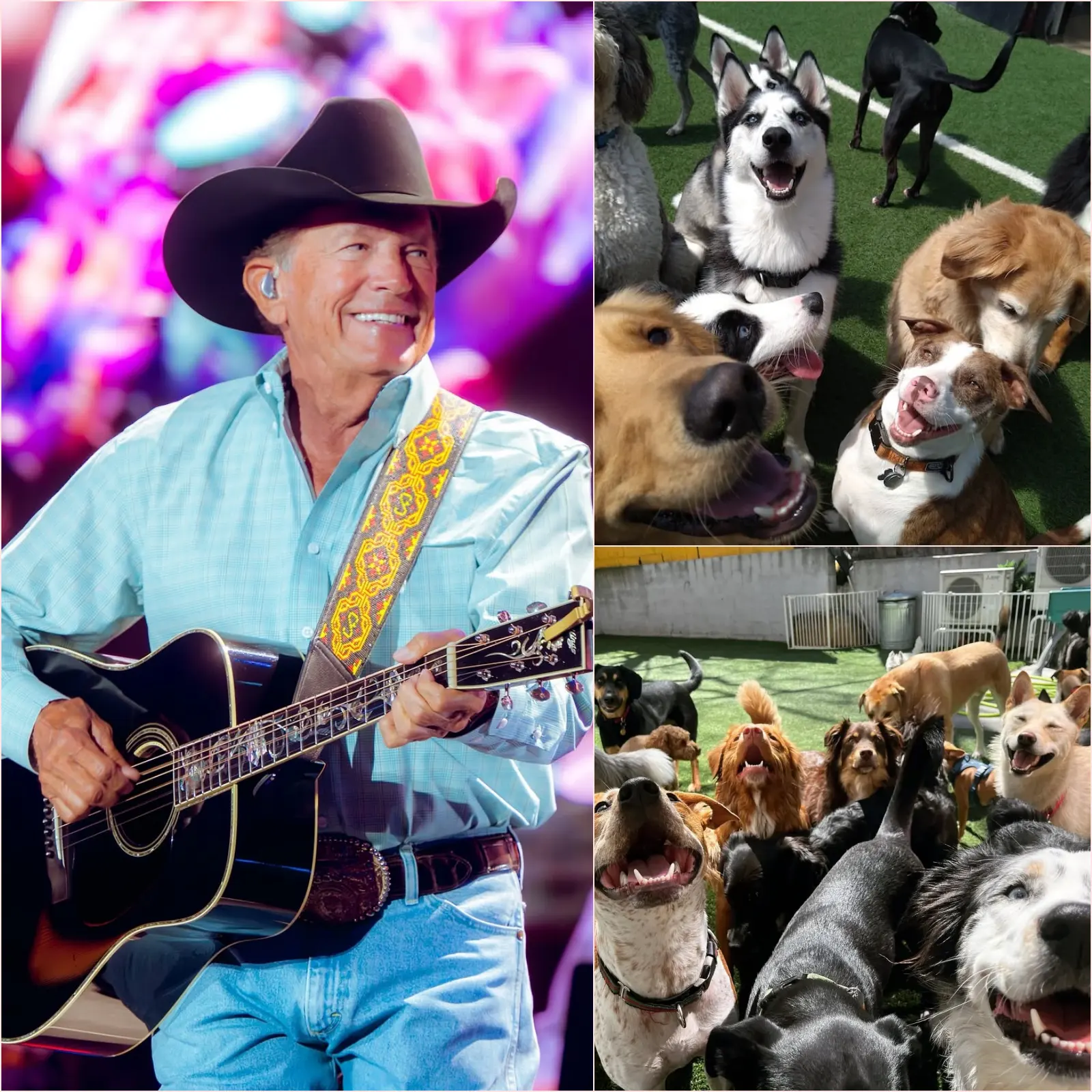 GEORGE STRAIT REPORTEDLY BUILDS A MULTI-MILLION-DOLLAR DOG SANCTUARY — AND THE MOMENT THAT INSPIRED IT IS TOUCHING HEARTS